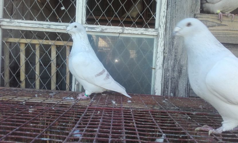  - 10 porumbei standard argintii