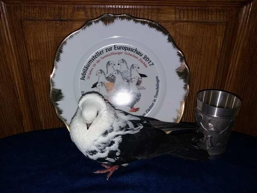 GERMANIA - TREUCHTLINGEN 2017 - Expozitii Internationale