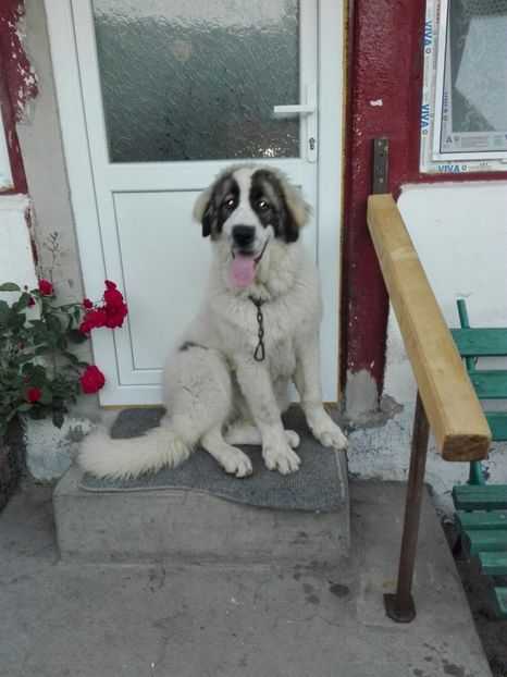 IMG-20170706-WA0001 - Ciobanesc carpatin pui