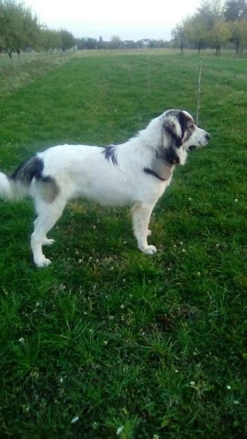 received_1723770087656482 - Ciobanesc carpatin pui