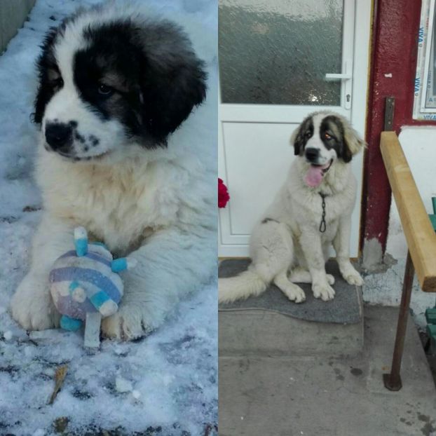 IMG-20170706-WA0002 - Ciobanesc carpatin pui