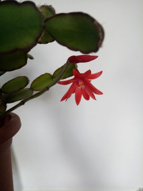 23.12.2017 Ripsi - Schlumbergera 2014-2020