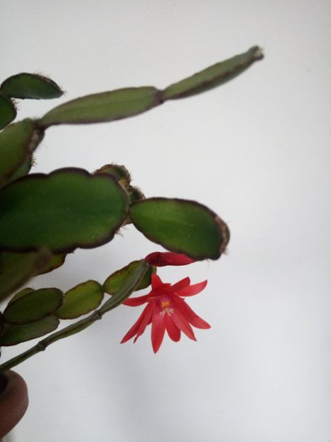  - Schlumbergera 2014-2020