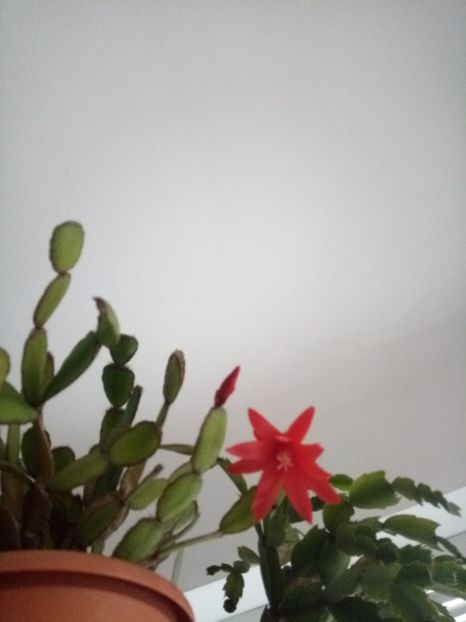  - Schlumbergera 2014-2020