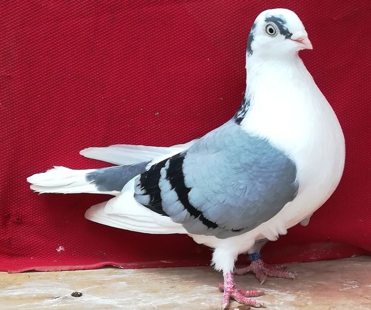 F 2012 - B-pe vânăt