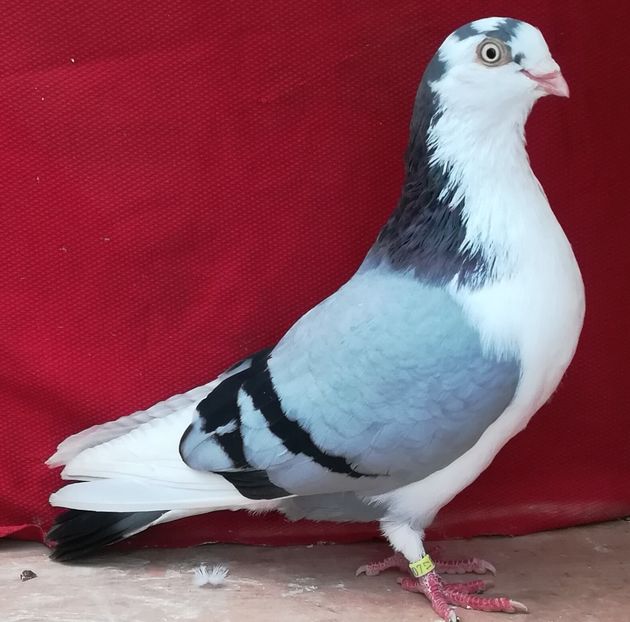 M 2017 - B-pe vânăt