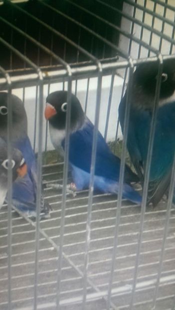 IMG-20171219-WA0008 - agapornis de vanzare