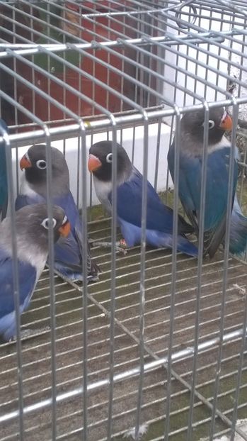  - agapornis de vanzare