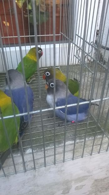  - agapornis de vanzare