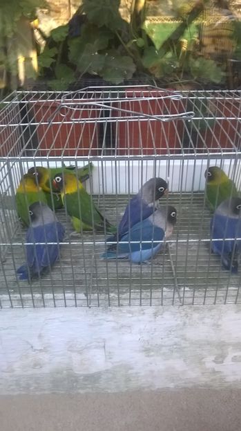  - agapornis de vanzare