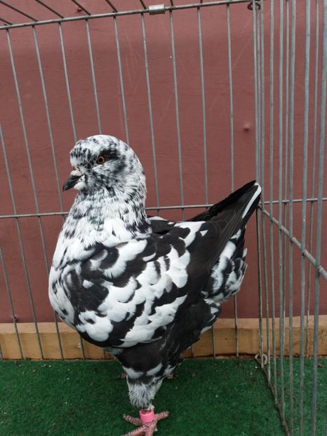 Femelă 2017  PERECHEA 1 - MATCA KING 2018