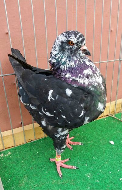 Mascul 2017 PERECHEA 2 - MATCA KING 2018