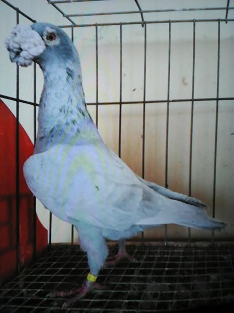 VOIAJORI  DE   FRUMUSEȚE   Antonio Gordana Italia - VOIAJORI DE FRUMUSETE BAGDETI INDIENI GERMANII