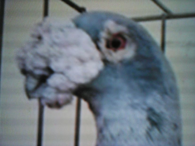  - VOIAJORI DE FRUMUSETE BAGDETI INDIENI GERMANII