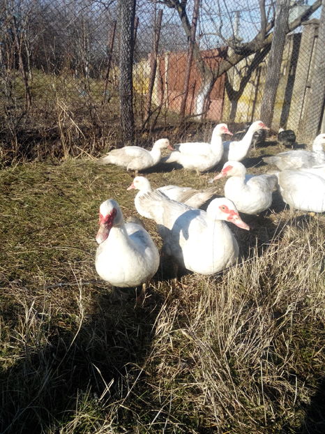 lot din mai-2017 - rate lesesti-agroland