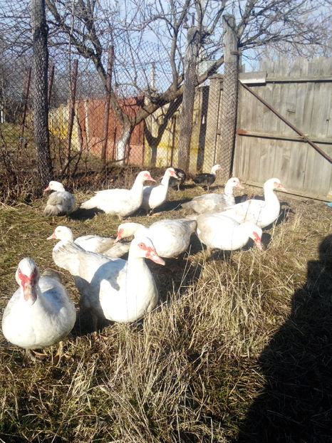  - rate lesesti-agroland