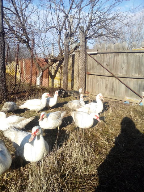  - rate lesesti-agroland