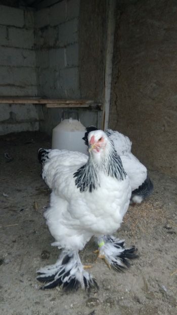 P_20171125_151810 - 2017