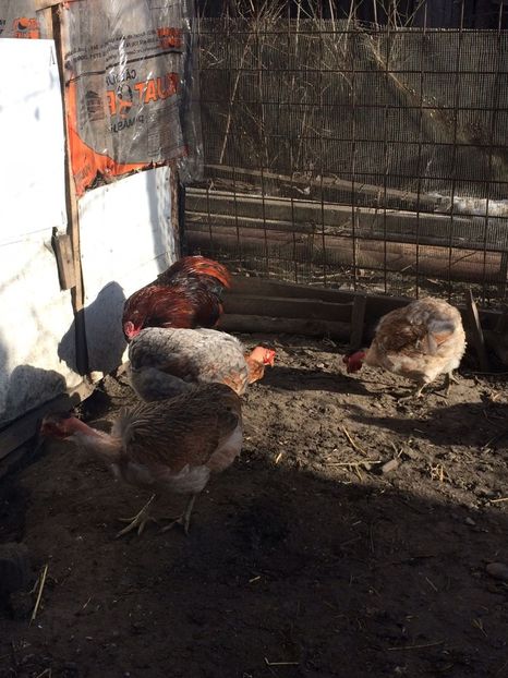 IMG-20171223-WA0068 - Araucana gât golas 2018