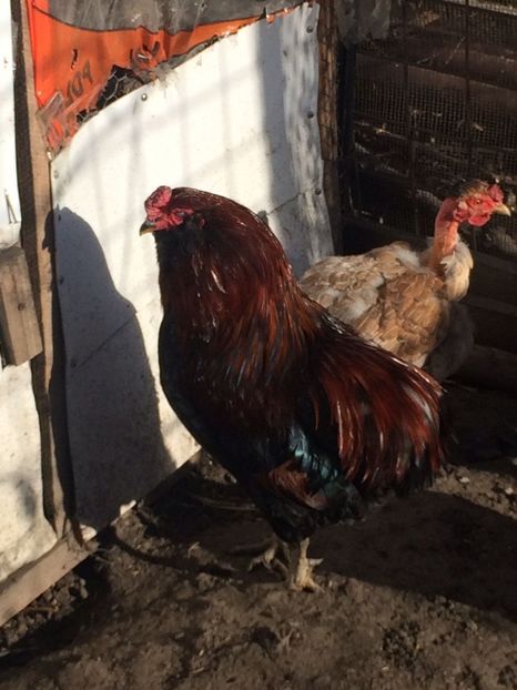 IMG-20171223-WA0074 - Araucana gât golas 2018