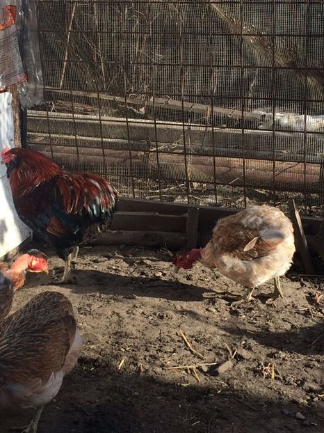 IMG-20171223-WA0067 - Araucana gât golas 2018