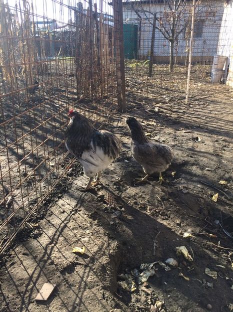 IMG-20171223-WA0106 - Araucana albastru 2018