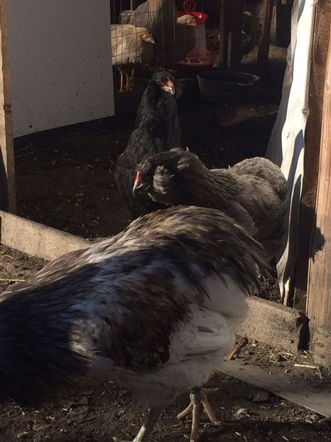 IMG-20171223-WA0087 - Araucana albastru 2018