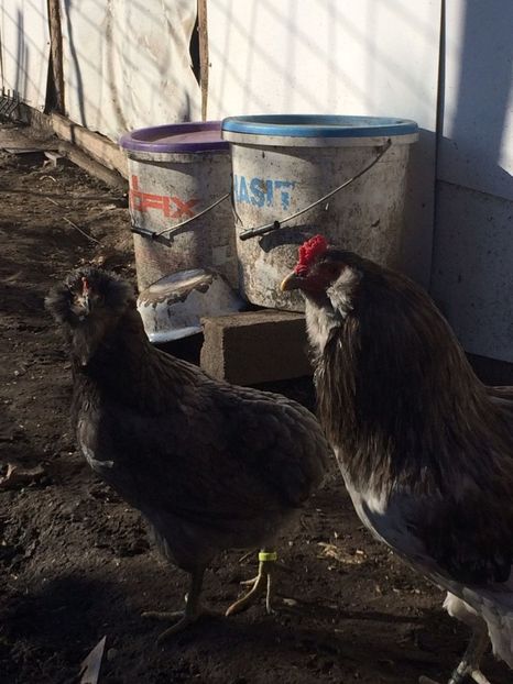 IMG-20171223-WA0094 - Araucana albastru 2018