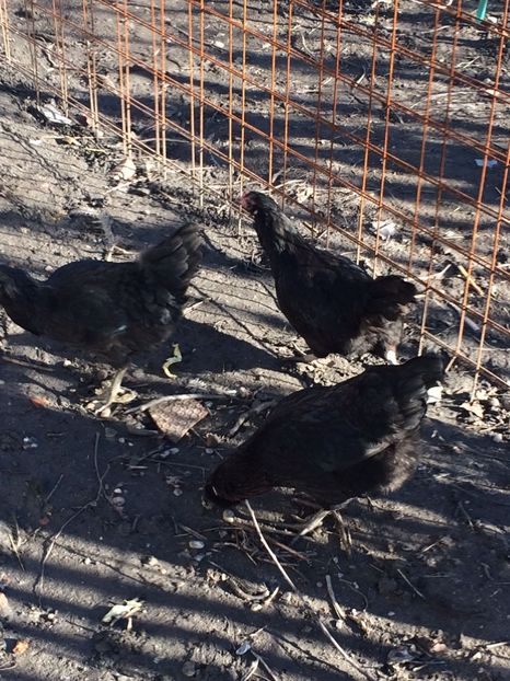 IMG-20171223-WA0099 - Ameraucana 2018