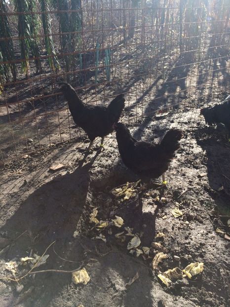 IMG-20171223-WA0126 - Ameraucana 2018