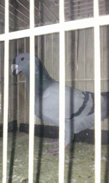 Femela 2017 - Vanduti