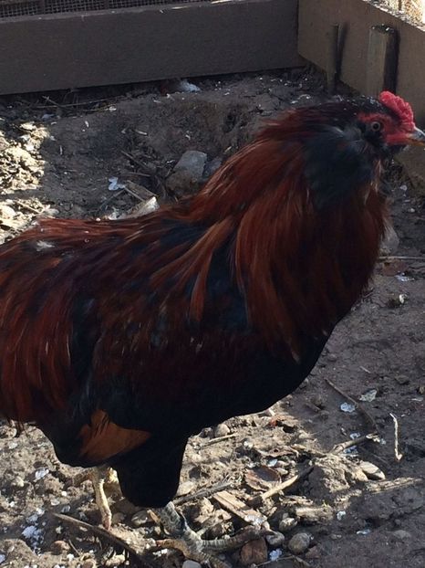 IMG-20171223-WA0039 - Araucana potarnichiu 2018 familia 1