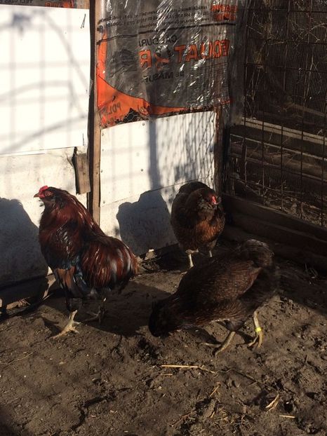 IMG-20171223-WA0045 - Araucana potarnichiu 2018 familia 1