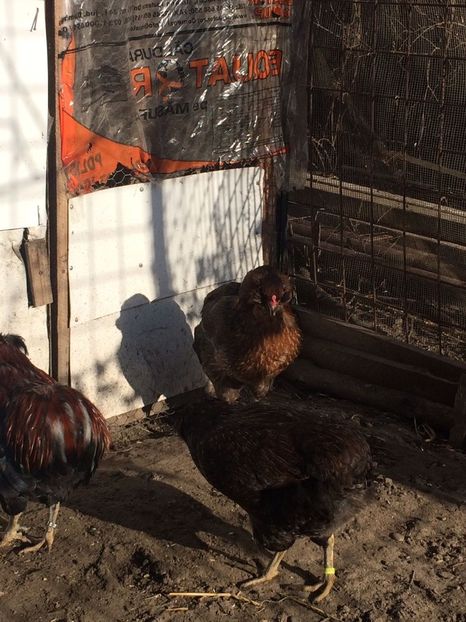 IMG-20171223-WA0044 - Araucana potarnichiu 2018 familia 1