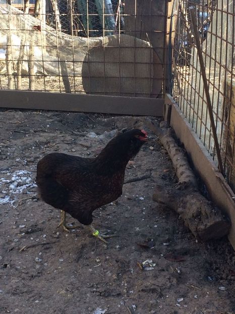 IMG-20171223-WA0084 - Araucana potarnichiu 2018 familia 2