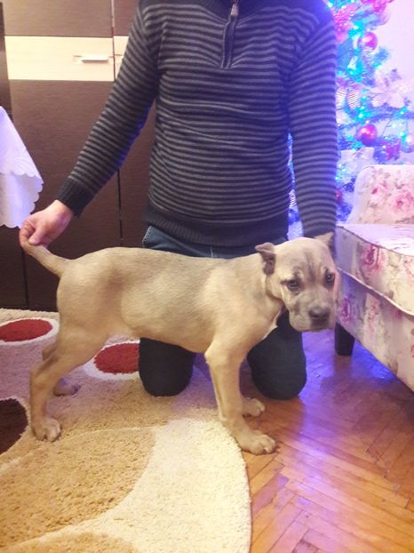  - 1 Gloria Axel House Kennel