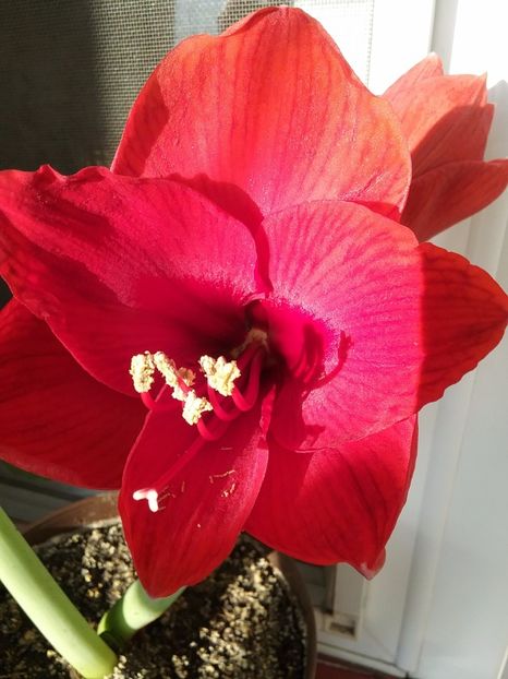  - Amaryllis