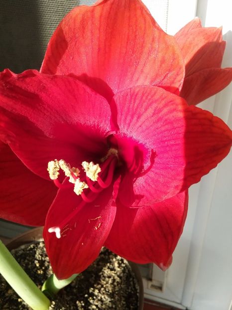  - Amaryllis
