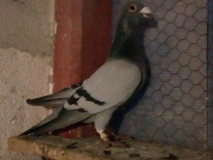 Campion la tinereti 2017 - Champion