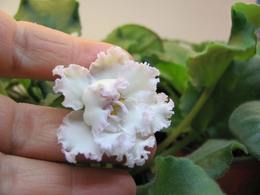  - ZZZLE Vzbitye Slivki