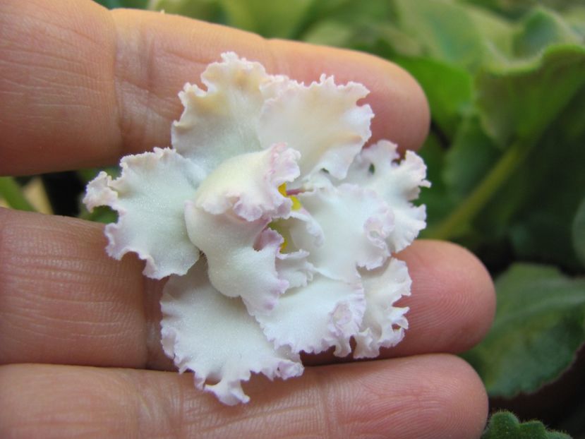  - ZZZLE Vzbitye Slivki