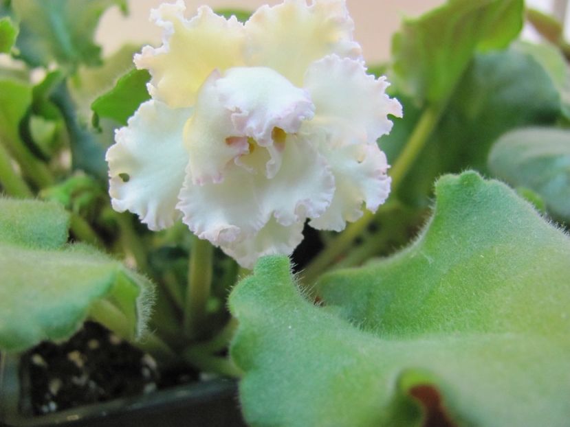  - ZZZLE Vzbitye Slivki