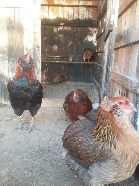 IMG-20171223-WA0004 - 2018 Araucana Potarnichiu si golden familia nr 2