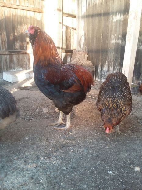 IMG-20171223-WA0006 - 2018 Araucana Potarnichiu si golden familia nr 2