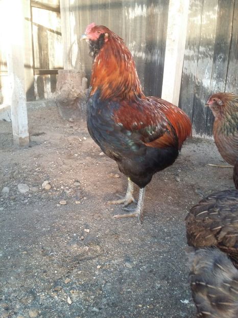 IMG-20171223-WA0007 - 2018 Araucana Potarnichiu si golden familia nr 2