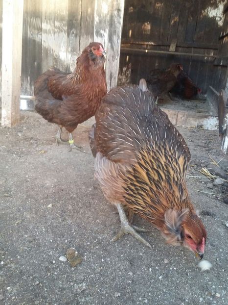 IMG-20171223-WA0009 - 2018 Araucana Potarnichiu si golden familia nr 2