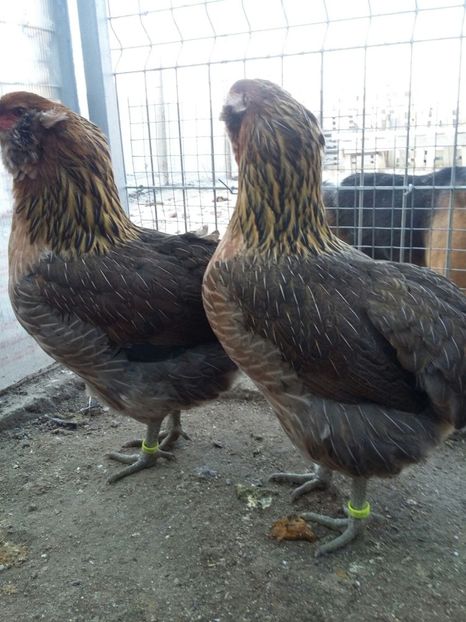 IMG-20171223-WA0011 - 2018 Araucana Potarnichiu si golden familia nr 2