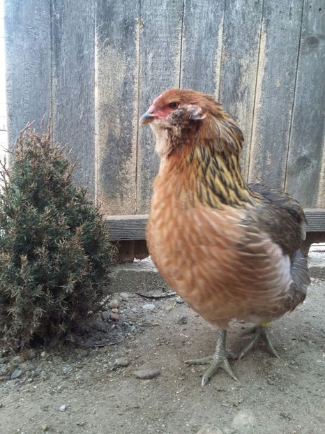 IMG-20171223-WA0012 - 2018 Araucana Potarnichiu si golden familia nr 2