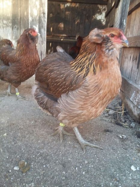 IMG-20171223-WA0013 - 2018 Araucana Potarnichiu si golden familia nr 2