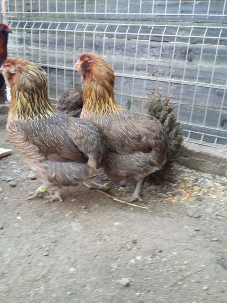 IMG-20171223-WA0014 - 2018 Araucana Potarnichiu si golden familia nr 2